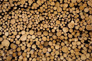 USA, Michigan, Gulliver, Stacked piles of cut logs at Zellar Forest Products