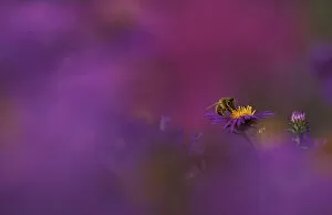 USA, Michigan, Honeybee pollinating New England aster blossom