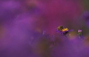 Busy Prints: USA, Michigan, Honeybee pollinating New England aster blossom