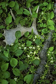 Images Dated 6th June 2007: USA, Michigan, Isle Royale National Park, Moose antler shed in bunchberry flowers at springtime