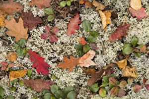 Michigan Prints: USA, Michigan, Keewenaw Peninsula. The forest floor of leaves, pine needles, lichens