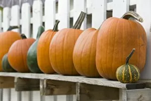 USA, Michigan, Lake Michigan Shore, Leelanau County, Glen Harbor: Pumpkins / Autumn