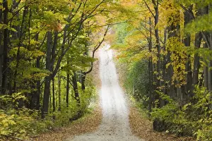 Treelined Prints: USA-Michigan-Lake Michigan Shore-Eastport: Country Road in Autumn