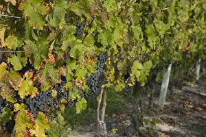 Images Dated 10th October 2006: USA-Michigan-Lake Michigan Shore-Mission Peninsula-Mapleton: Vineyard / Autumn