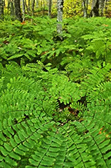 USA, Michigan. Maiden hair fern in forest
