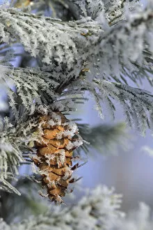 USA, Michigan, Morning light on balsam fir cone with frost