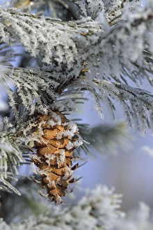 Pine Cone Prints: USA, Michigan, Morning light on balsam fir cone with frost