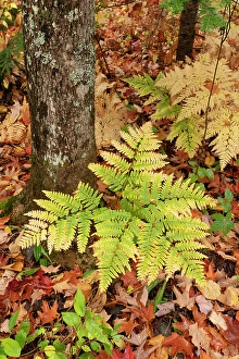 Fern Prints: USA, Michigan, Ottawa National Forest