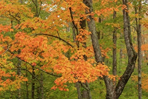 Acer Rubrum Prints: USA, Michigan, Ottawa National Forest