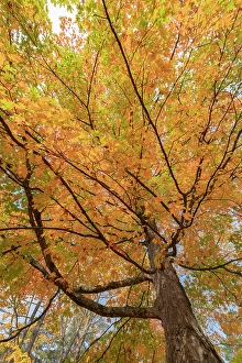 Acer Rubrum Prints: USA, Michigan, Ottawa National Forest