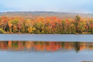 Acer Rubrum Prints: USA, Michigan, Ottawa National Forest