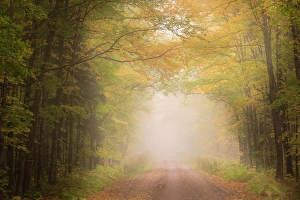 Michigan Prints: USA, Michigan, Ottawa National Forest