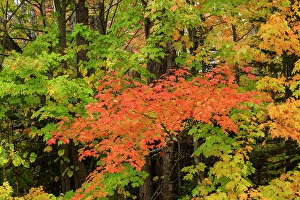 Acer Rubrum Prints: USA, Michigan, Ottawa National Forest