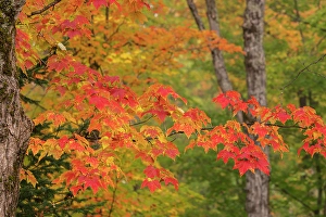Acer Rubrum Prints: USA, Michigan, Ottawa National Forest