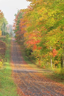 Michigan Prints: USA, Michigan, Ottawa National Forest
