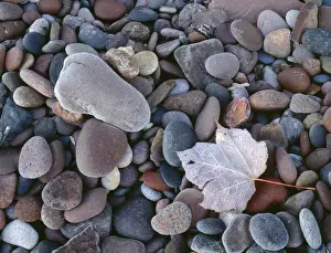 Pebble Prints: USA, Michigan, Porcupine Mountains Wilderness State Park, Frost defines maple leaf