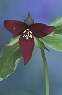 Images Dated 13th May 2004: USA, Michigan, Port Huron Purple trillium (Trillium erectum)