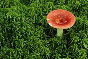 Mushroom Prints: USA, Michigan. Pugent russula mushroom in sphagnum moss. Credit as: Mark Carlson