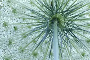 Monochromatic Prints: USA, Michigan. Queen-Annes Lace viewed from below (Daucus carota)