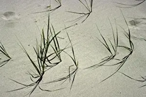 Lake Shore Prints: USA, Michigan, Sleeping Bear Dunes National Lakeshore