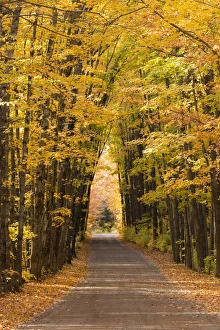 Michigan Prints: USA, Michigan. Trees lining Cathedral Road form a cathedral like shape overhead