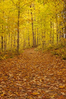 Images Dated 3rd October 2013: USA, Michigan, Upper Peninsula. Fallen maple leaves on trail