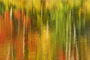 USA, Michigan, Upper Peninsula, Bond Falls Recreation Area. Reflection of autumn birch