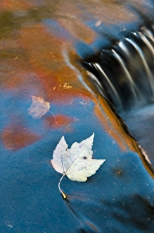 Bond Falls Prints: USA, Michigan, Upper Peninsula. Leaf floating in fall reflections at Bond Falls. Credit as