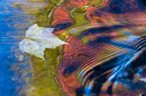 Bond Falls Prints: USA, Michigan, Upper Peninsula. Floating maple leaf and fall reflections in Bond Falls