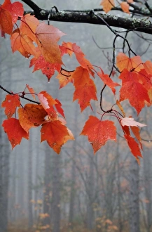 Red Maple Prints: USA, Michigan, Upper Peninsula. Red maple leaves hang from limb in foggy forest