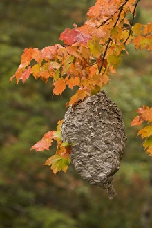 Hornet Prints: USA, Michigan, Upper Peninsula. Bald-faced hornet nest hanging in a maple tree