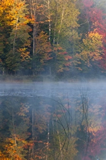 Thornton Lake Prints: USA, Michigan, Upper Peninsula. Thornton Lake with fog and tree reflections