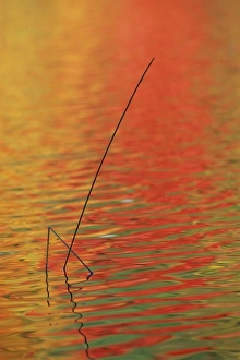 Images Dated 6th June 2007: USA, Michigan, Upper Peninsula, Two lake reeds and autumn reflections