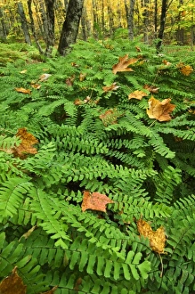 Fallen Prints: USA, Michigan, Upper Peninsula. Fallen leaves on ferns in forest