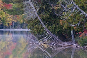 Images Dated 30th April 2009: USA, Michigan, Upper Peninsula. Petes Lake reflects autumn foliage and dead tree