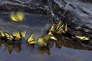 USA, Michigan, Upper Peninsula, Canadian tiger swallowtail butterflies gather
