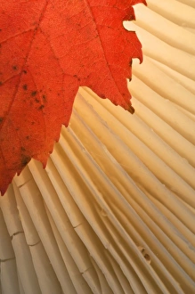 Gill Prints: USA, Michigan, Upper Peninsula. Red maple leaf and mushroom gill