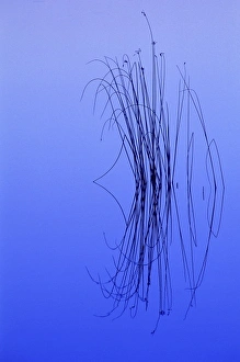 Cluster Prints: USA, Michigan, Upper Peninsula, Cluster of soft rushes with reflections in lake at dawn