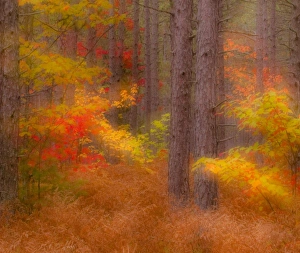 Images Dated 30th April 2009: USA, Michigan, Upper Peninsula. Soft focus of a forest in autumn color