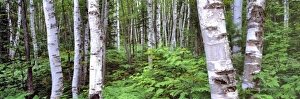 Knot Prints: USA, Michigan, Upper Peninsula
