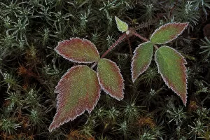 USA, Michigan, Upper Peninsula, Blackberry bramble leaves and hair cap moss with frost