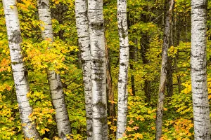 Painterly Prints: USA, Michigan, Upper Peninsula, fall colors