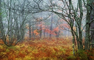 Canopy Prints: USA, Michigan, Upper Peninsula. Fall foliage in fog