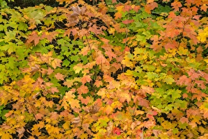 USA, Michigan, Upper Peninsula, Fall Leaves