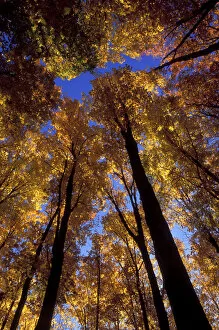USA, Michigan, Upper Peninsula, Looking up at blue sky through sugar maple trees in autumn colors