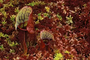 USA, Michigan, Upper Peninsula, Northern pitcher plants in sphagnum or peat moss in autumn color