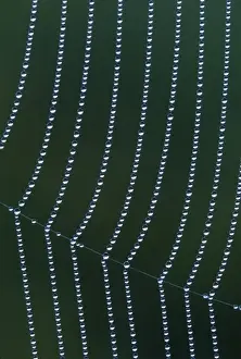 Junction Prints: USA, Michigan. Vertical dew web strands with horizontal junction