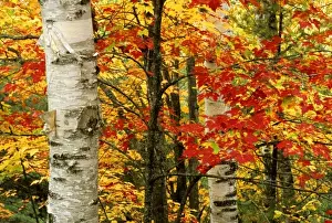 Paper Birch Prints: USA, Michigan. White paper birch tree trunks amid red maple leaves in autumn color