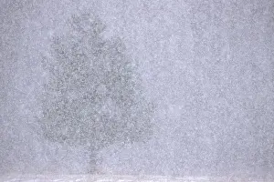 White Pine Prints: USA, Michigan, White pine made almost invisible by heavy snow squall