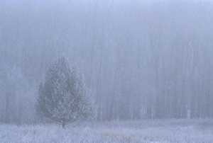 White Pine Prints: USA, Michigan. White pine tree in frosty, foggy meadow
